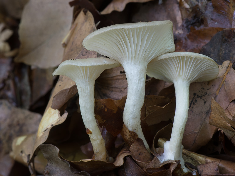 Clitocybe phaeophthalma